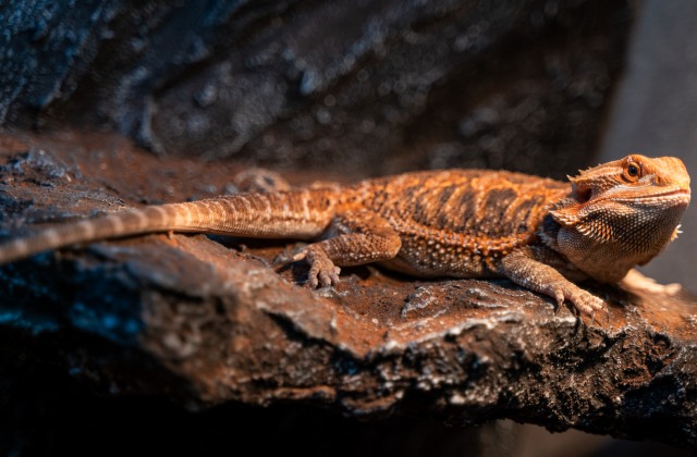 Bradata agama