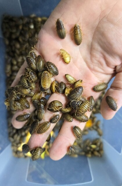 Dubia bubašvabe (Blaptica dubia)