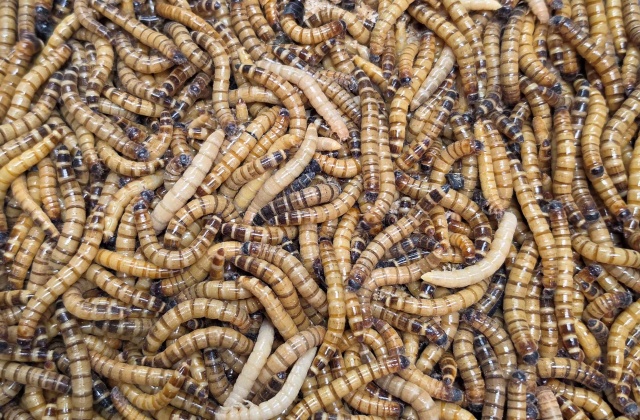 Fobasi (Zophobas morio) – živa hrana za reptile