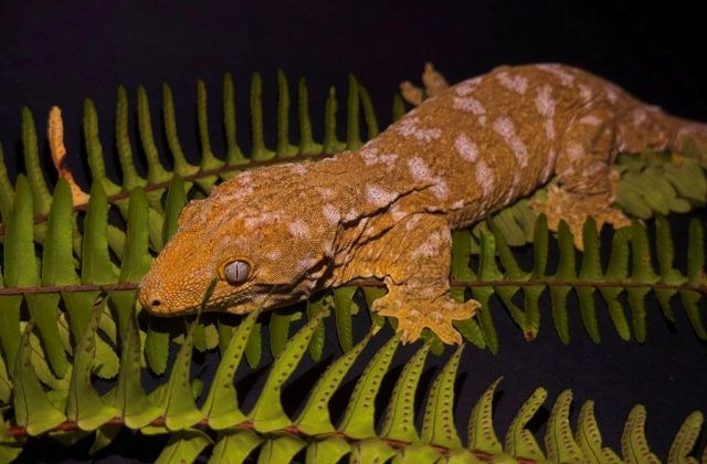 Leachianus gekon