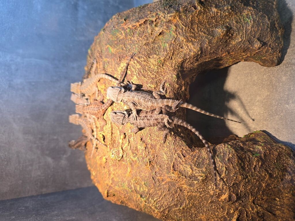 Bradata agama