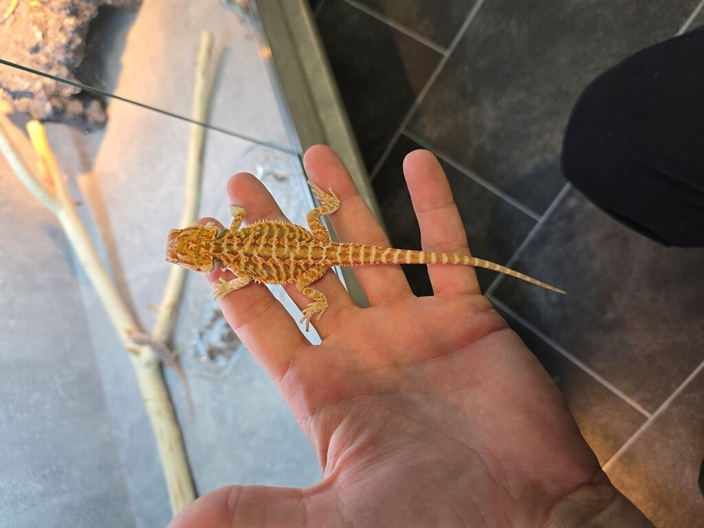 Bradata agama