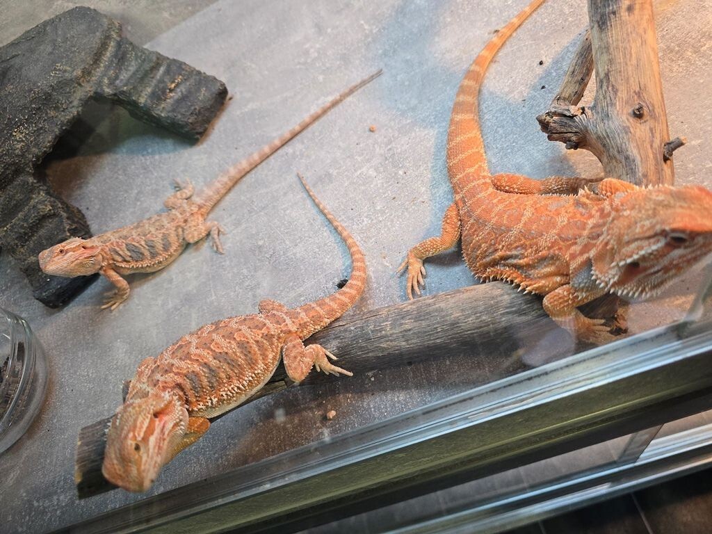 Bradata agama