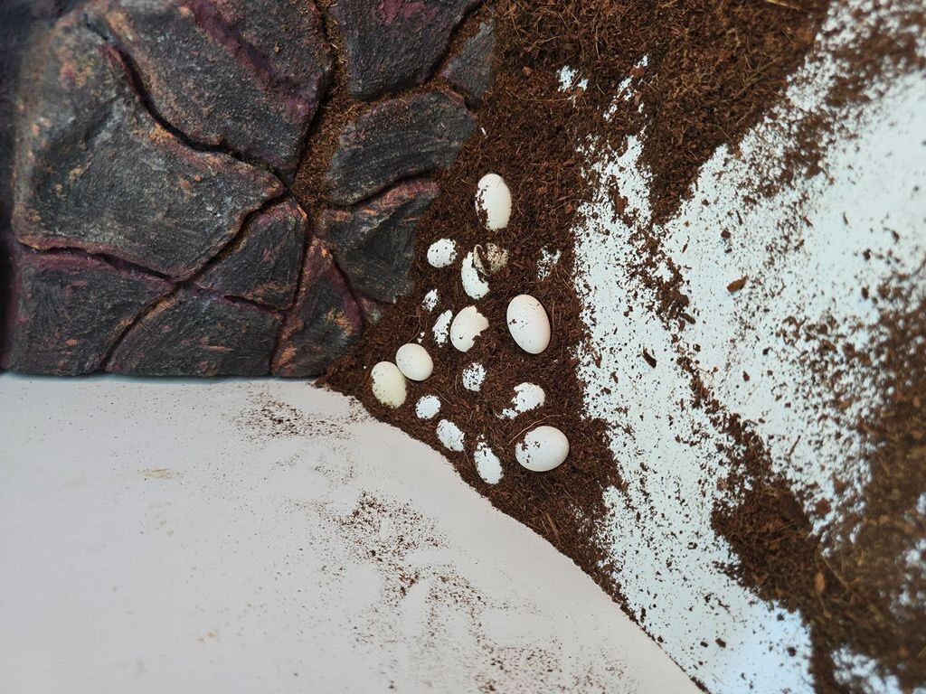 Bradata agama